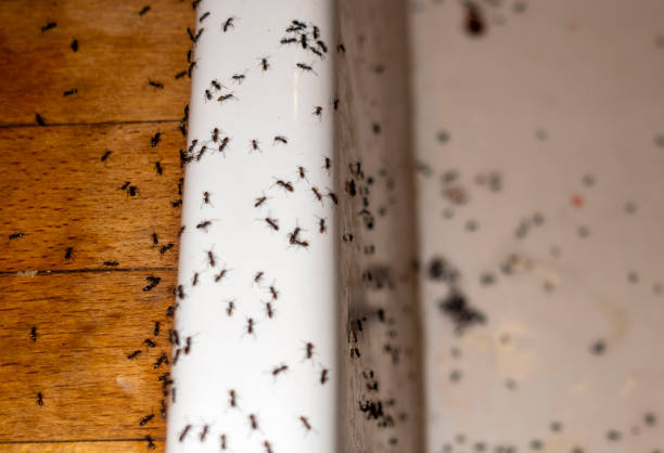 Best Commercial Pest Control Services  in Leo Cedarville, IN