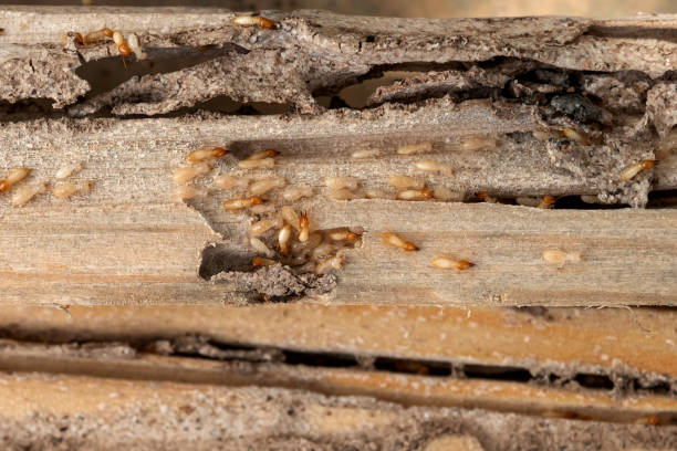 Wasp Removal Services in Leo Cedarville, IN